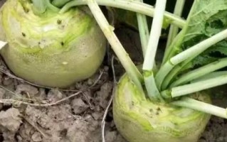 芥菜种植指南（最佳种植时间和技巧）