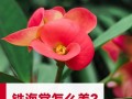 铁杆海棠结局之未料之喜（一株顽强的海棠花，谱写了奇迹般的生命故事）