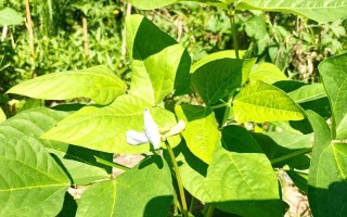 豆角摘心打顶的时间和方法（根据生长情况，科学定时摘心打顶豆角的技巧）