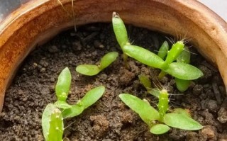 火龙果种子可以种植吗？（解答火龙果种子可种植疑问，教您如何种植）