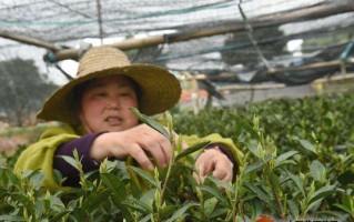 茶树的生长习性与环境条件（茶树的适宜生长环境条件及其生长习性分析）