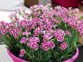 海石竹花期揭秘（探秘海石竹的开花时间、开花期长短及影响因素）