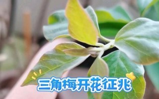 如何处理三角梅刺上开花问题（解决三角梅刺上开花的方法和技巧）