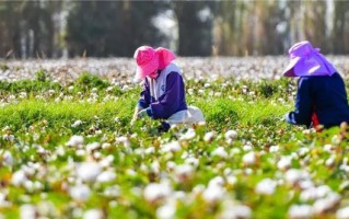 棉花采摘与收获季节（了解棉花的采摘时间及最佳时机）