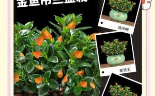 如何加速金鱼成长？（掌握关键技巧，让金鱼快速成长）