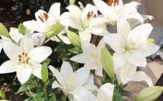 百合花叶子的剪裁艺术（打造美丽的百合花叶子——剪裁技巧与注意事项）