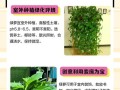 绿萝茎发黑的治疗方法（有效防治绿萝茎发黑的措施）