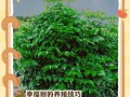 幸福树的养殖方法详解（打造幸福家园的秘密武器）