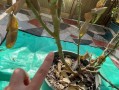 美丽的叶子之剪裁艺术（用剪刀点亮生活，以花下两片叶子为材料进行创作）