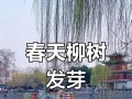 柳树发芽的奇妙过程（探秘柳树发芽的生长原理）