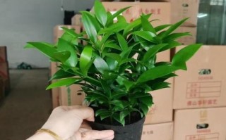 竹柏生长太高怎么办？（控制竹柏高度的关键方法以及注意事项）