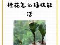 提高桂花树分枝的方法（培养桂花树丰富的树冠）