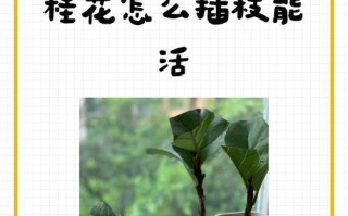 提高桂花树分枝的方法（培养桂花树丰富的树冠）