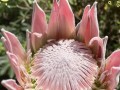 帝王花种植指南（帝王花的栽培技巧、生长环境和养护要点）