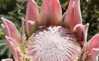 帝王花种植指南（帝王花的栽培技巧、生长环境和养护要点）