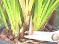 提高兰花发新芽的方法（科学养护，引发兰花新生）
