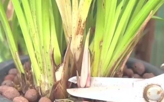 提高兰花发新芽的方法（科学养护，引发兰花新生）