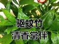 竹子养护指南（掌握关键技巧，让竹子无所遁形）