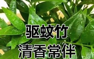 竹子养护指南（掌握关键技巧，让竹子无所遁形）