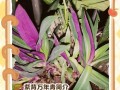 万年青夏天的正确浇水方法（掌握浇水技巧，让万年青茁壮成长）