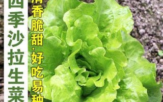 春天也能种生菜吗？（如何在春天成功种植生菜？种植生菜的技巧和注意事项！）