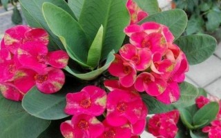 刺梅花叶子发卷的解决方法（探索如何利用刺梅花叶子制作自然发卷）