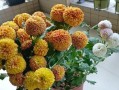乒乓菊冬季修剪的技巧与方法（打造健康茂盛的乒乓菊，享受冬季花园的美景）