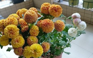 乒乓菊冬季修剪的技巧与方法（打造健康茂盛的乒乓菊，享受冬季花园的美景）
