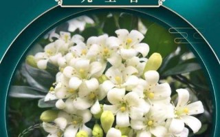 七里香开花的秘密（如何让七里香在家中绽放迷人花朵）