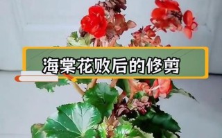 夫妻海棠花谢了如何修剪（打理夫妻海棠花谢了的技巧与注意事项）