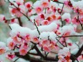 从嫁接到原生，探寻梅花的华丽蜕变