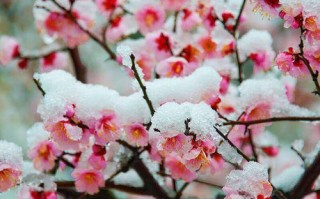 从嫁接到原生，探寻梅花的华丽蜕变
