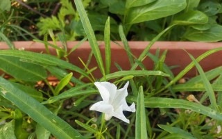 空心菜越冬种植技术（冬季空心菜的选种、管理和收获）