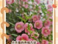 木槿花叶子小了该如何处理（木槿花叶子缩小的原因和治疗方法）