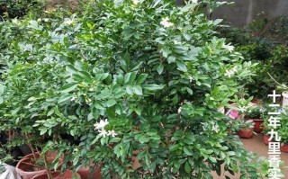 盆栽七里香太高了如何修剪（教你如何正确修剪盆栽七里香，让它保持理想高度）