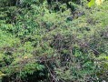 黄檀生长环境与地方条件（探寻黄檀树木的生长要求）