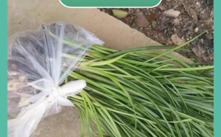 白花的种植技巧（掌握白花的种植要点，打造美丽花园）