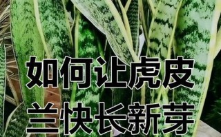 虎皮兰发芽移栽技巧（打造繁茂健康的虎皮兰家族）