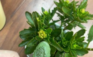 长寿花病害及防治措施（揭秘长寿花病害的成因及有效防治方法）