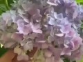 绣球花开后的处理方法（如何保养和利用绣球花的花朵？）