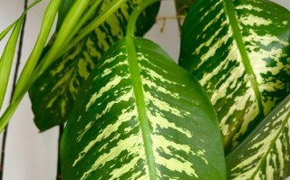 万年叶养护指南（打造美丽室内绿植的秘诀）