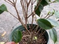 山茶花掉叶的原因及应对方法（揭秘山茶花叶子掉落的背后原因，为您提供有效的护理建议）