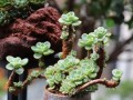多肉植物的生长与养护（多肉植物的品种、繁殖、病虫害防治、适宜环境和注意事项）