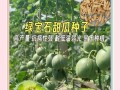 如何正确养护植物绿宝石（打造翠绿多肉天堂，）