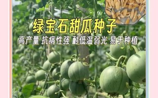 如何正确养护植物绿宝石（打造翠绿多肉天堂，）