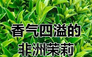 非洲茉莉开花的特点与花期（探究非洲茉莉开花时间及花朵特征，为您打造美丽的花园）