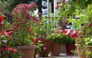 田园土的花卉种植（适合田园土的花卉品种及种植技巧）