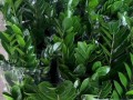 玫瑰盆栽的养护技巧（玫瑰盆栽的水分、阳光和营养需求）