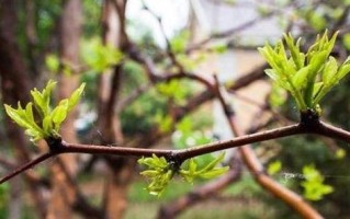 北方枣树发芽长叶全解（春季来临，掌握发芽时间不再难，了解北方枣树“返青”秘密）