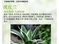 红玉兰的寓意与象征风水（传承历史文化的植物）